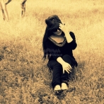 Enas lattouf